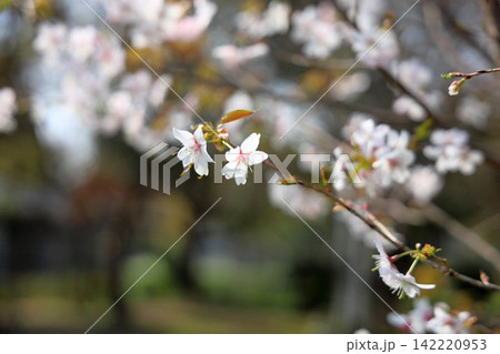 爽やか ヤマザクラの花 爽やか ヤマザクラの花 142220953