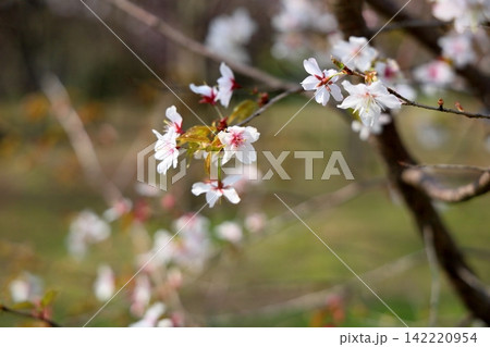 爽やか ヤマザクラの花 爽やか ヤマザクラの花 142220954
