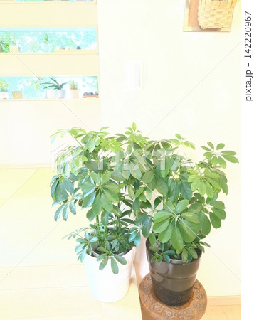 シェフレラ ホンコンカポック 6号鉢 観葉植物 中型 2鉢並び 室内インテリア 和モダン 142220967