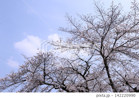 ふんわりした桜 ふんわりした桜 142220990