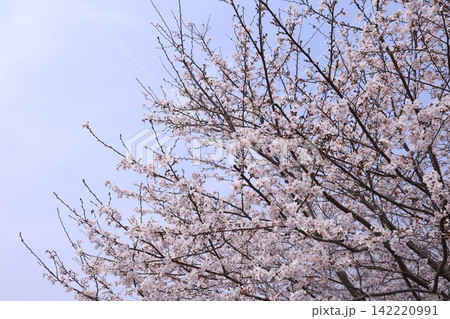 ふんわりした桜 ふんわりした桜 142220991