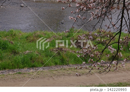 ふんわりした桜 ふんわりした桜 142220993