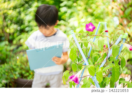 夏休みの宿題に朝顔の絵日記を書く小学一年生の男の子 夏休みの宿題に朝顔の絵日記を書く小学一年生の男の子 142221053