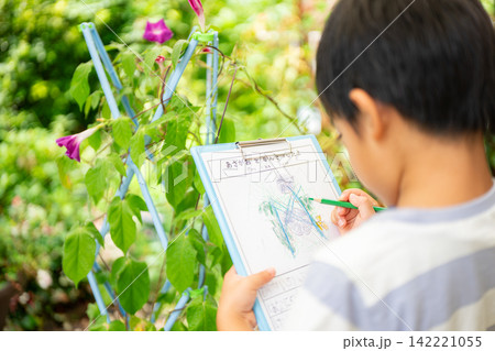 夏休みの宿題に朝顔の絵日記を書く小学一年生の男の子 夏休みの宿題に朝顔の絵日記を書く小学一年生の男の子 142221055