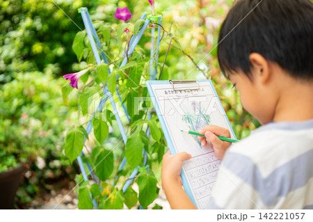 夏休みの宿題に朝顔の絵日記を書く小学一年生の男の子 夏休みの宿題に朝顔の絵日記を書く小学一年生の男の子 142221057