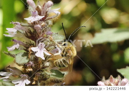 蜜を吸うニッポンヒゲナガハナバチ 蜜を吸うニッポンヒゲナガハナバチ 142221446