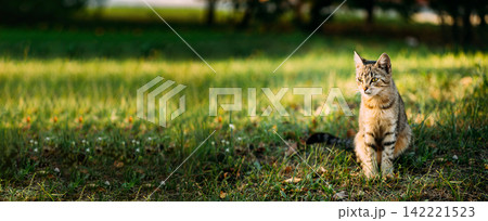 Beautiful tabby cat sitting attentively in a green grassy field Beautiful tabby cat sitting attentively in a green grassy field 142221523