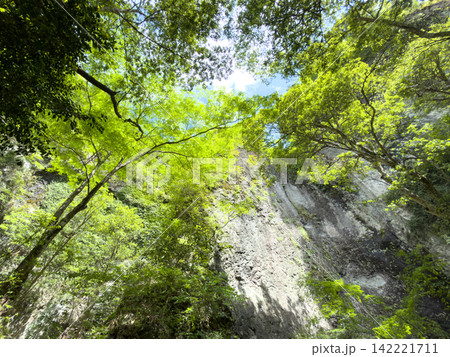 初夏の岩古谷山 爽やかな新緑(愛知県設楽町) 初夏の岩古谷山 爽やかな新緑(愛知県設楽町) 142221711