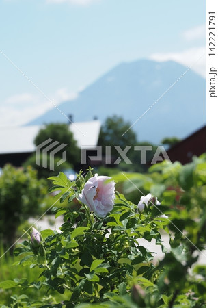 ハマナスの花と羊蹄山 ハマナスの花と羊蹄山 142221791