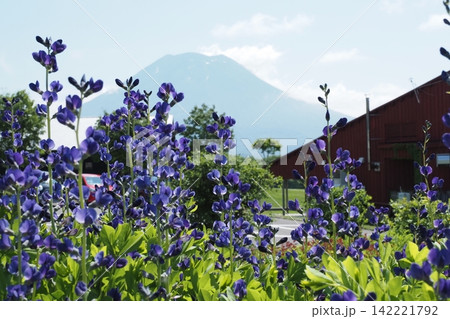 六月の花と羊蹄山 六月の花と羊蹄山 142221792