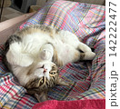 お昼寝する猫 142222477