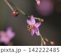 可憐なハゼランの花 142222485