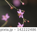可憐なハゼランの花 142222486