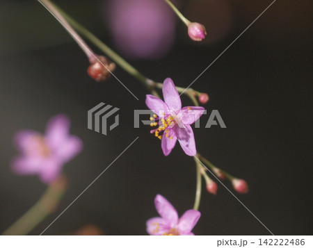 可憐なハゼランの花 可憐なハゼランの花 142222486
