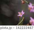 可憐なハゼランの花 142222487