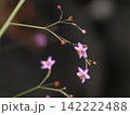 可憐なハゼランの花 142222488
