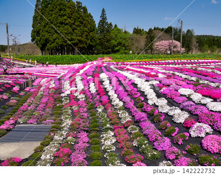 花の波、木古内の春 花の波、木古内の春 142222732