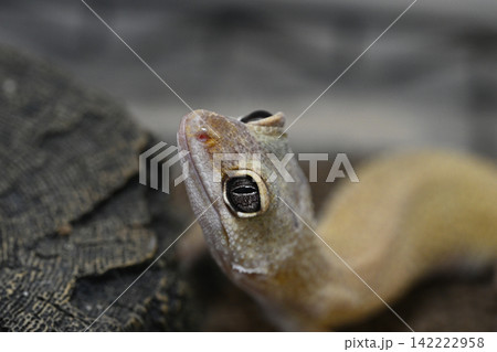 ヒョウモントカゲモドキ ヒョウモントカゲモドキ 142222958