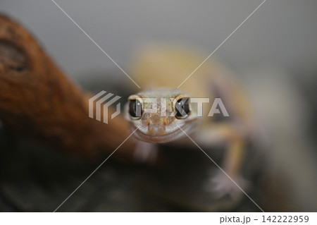 ヒョウモントカゲモドキ ヒョウモントカゲモドキ 142222959