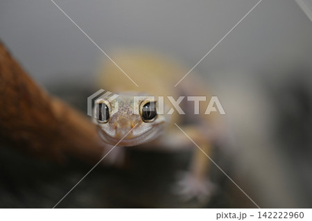 ヒョウモントカゲモドキ 142222960