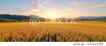 Aerial view of vast golden wheat fields at sunrise showcasing a picturesque countryside landscape Aerial view of vast golden wheat fields at sunrise showcasing a picturesque countryside landscape 142223385