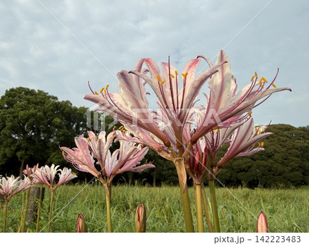 朝露に濡れ青空のもとで咲き誇る薄ピンクのナツズイセンの花(群馬県館林市) 朝露に濡れ青空のもとで咲き誇る薄ピンクのナツズイセンの花(群馬県館林市) 142223483