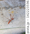 壁に張り付くカマキリ 142223596