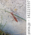 壁に張り付くカマキリ 142223597