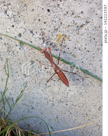 壁に張り付くカマキリ 壁に張り付くカマキリ 142223597