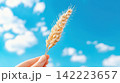 Single Wheat Stalk Against Minimalist Sky with Fluffy Clouds 142223657