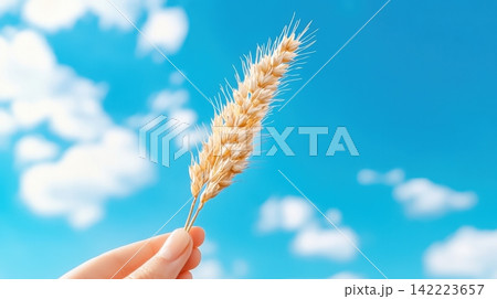 Single Wheat Stalk Against Minimalist Sky with Fluffy Clouds 142223657