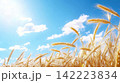 Swaying Corn Stalks Against Picturesque Blue Sky and Cloud Backdrop 142223834