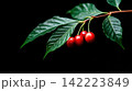 Vibrant Macro Shot of Coffee Cherries on a Lush Green Branch 142223849