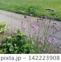 紫色の花にとまるアゲハ蝶 142223908