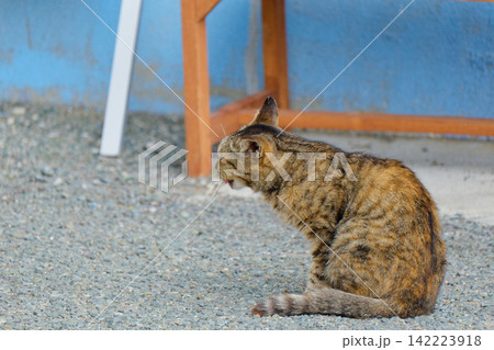 漁港で日向ぼっこする猫 漁港で日向ぼっこする猫 142223918