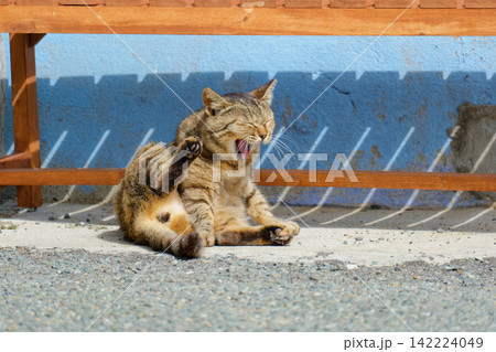 漁港で日向ぼっこする猫 漁港で日向ぼっこする猫 142224049