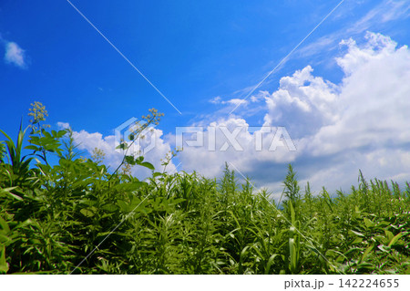 夏空・夏草・積丹岬(北海道・積丹町) 夏空・夏草・積丹岬(北海道・積丹町) 142224655