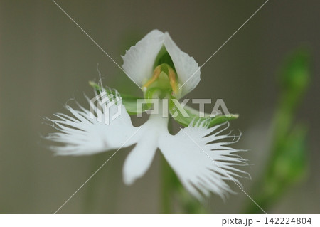 初夏の花、サギソウ満開 夏風景 初夏の花、サギソウ満開 夏風景 142224804