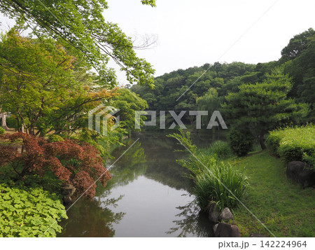 じゅん菜池緑地　2023年6月 142224964