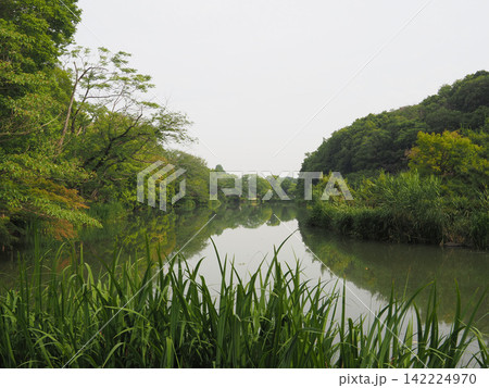 じゅん菜池緑地 2023年6月 じゅん菜池緑地 2023年6月 142224970