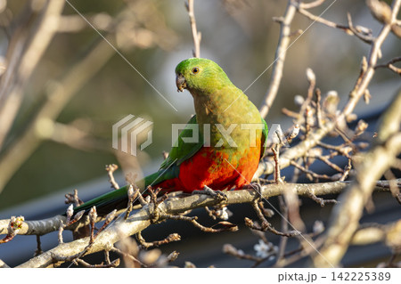 An Australian King Parrot sitting on a branch in a tree in the Blue Mountains 142225389