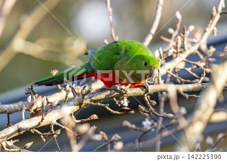 An Australian King Parrot sitting on a branch in a tree in the Blue Mountains An Australian King Parrot sitting on a branch in a tree in the Blue Mountains 142225390