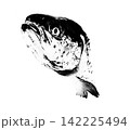 白黒半シルエット風の鮭の頭部アップイメージ（白黒モノトーン水彩イラスト風透過加工画像） 142225494
