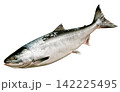 下向きの撮影した時鮭（若いシロザケ）の魚体切り抜き白背景画像。 142225495