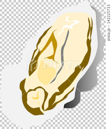 Illustration of oysters Illustration of oysters 142225713