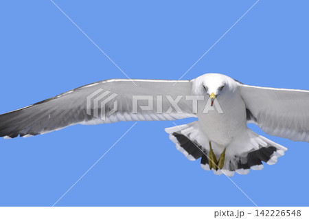 伊根湾のカモメ 142226548