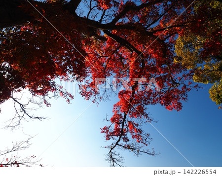天空の鳥居 香川県の高屋神社 天空の鳥居 香川県の高屋神社 142226554