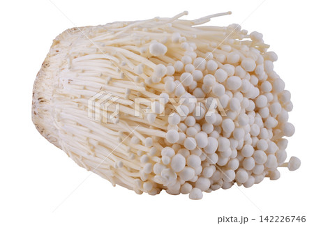 Fresh golden needle mushroom or enoki isolated on white background. Fresh golden needle mushroom or enoki isolated on white background. 142226746