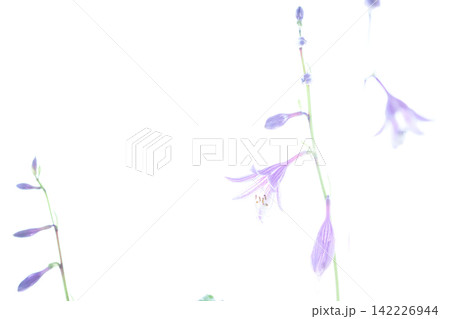 清楚なギボウシの花 白バック 清楚なギボウシの花 白バック 142226944
