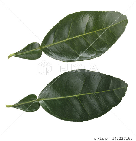 Green leaves of lemon and citrus leaves isolated on a white background Green leaves of lemon and citrus leaves isolated on a white background 142227166